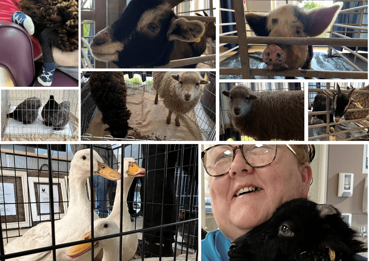 Farm visitors bring a 'Good Day' to Charlton Lane Hospital