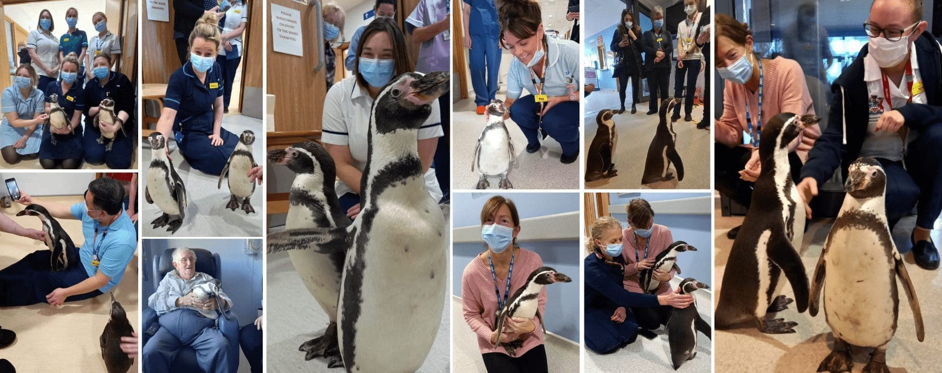 Special hospital visitors Pringle and Widget spread a little festive cheer!